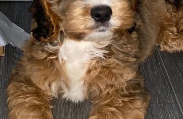 10-month-old Cockerpoo with super long natural lashes