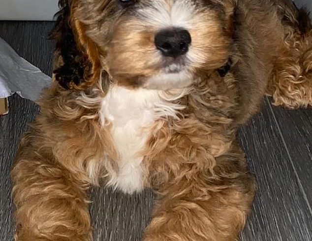 10-month-old Cockerpoo with super long natural lashes