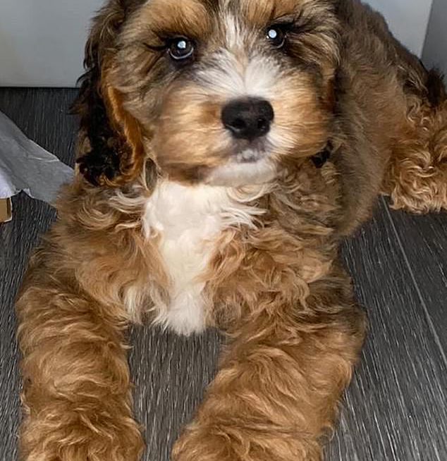 10-month-old Cockerpoo with super long natural lashes