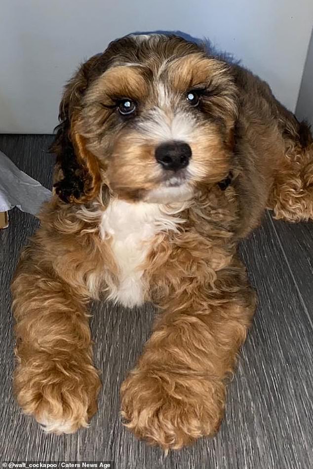 What Breed Of Dog Has The Longest Eyelashes