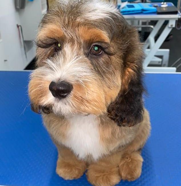 10-month-old Cockerpoo with super long natural lashes