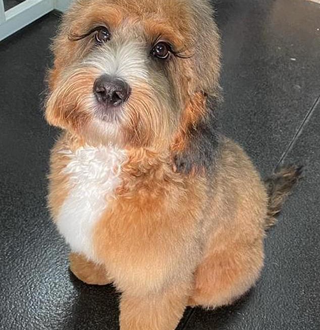 10-month-old Cockerpoo with super long natural lashes