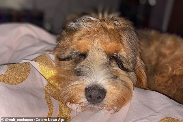 10-month-old Cockerpoo with super long natural lashes