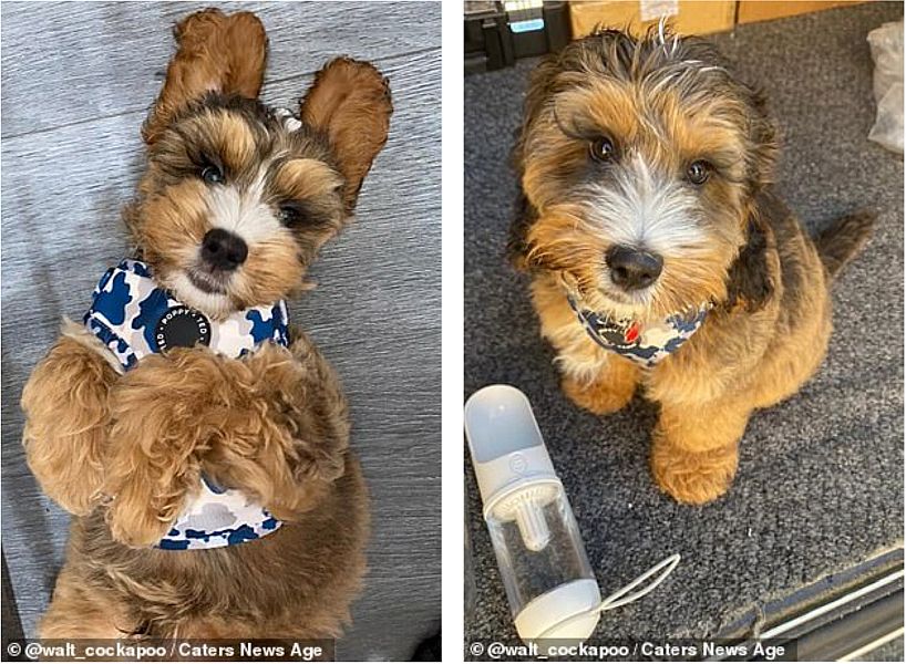 10-month-old Cockerpoo with super long natural lashes