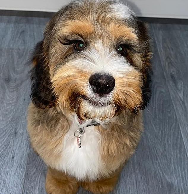 10-month-old Cockerpoo with super long natural lashes