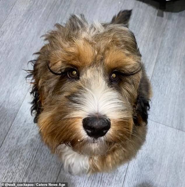 10-month-old Cockerpoo with super long natural lashes