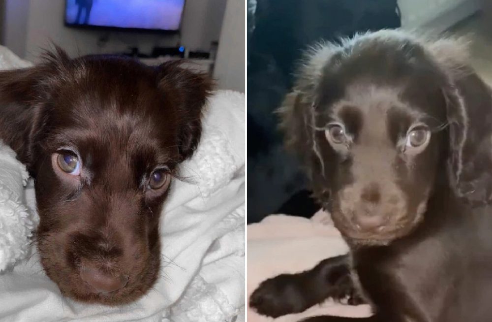 This puppy with gorgeous, salon-worthy eyelashes will melt your heart