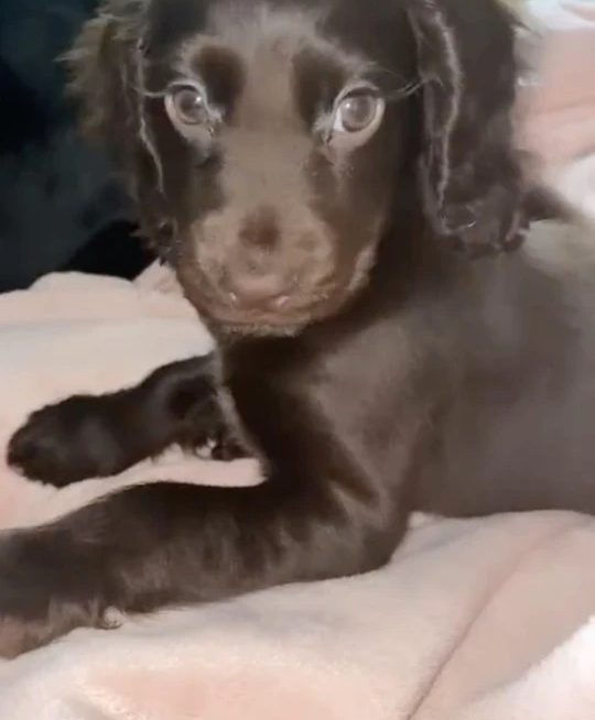 This puppy with gorgeous, salon-worthy eyelashes will melt your heart